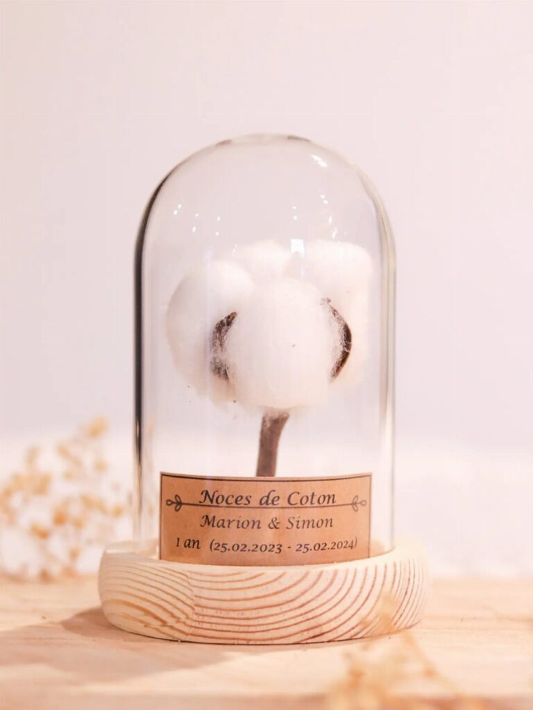 Cotton boll on a stem inside a glass cloche with wooden base